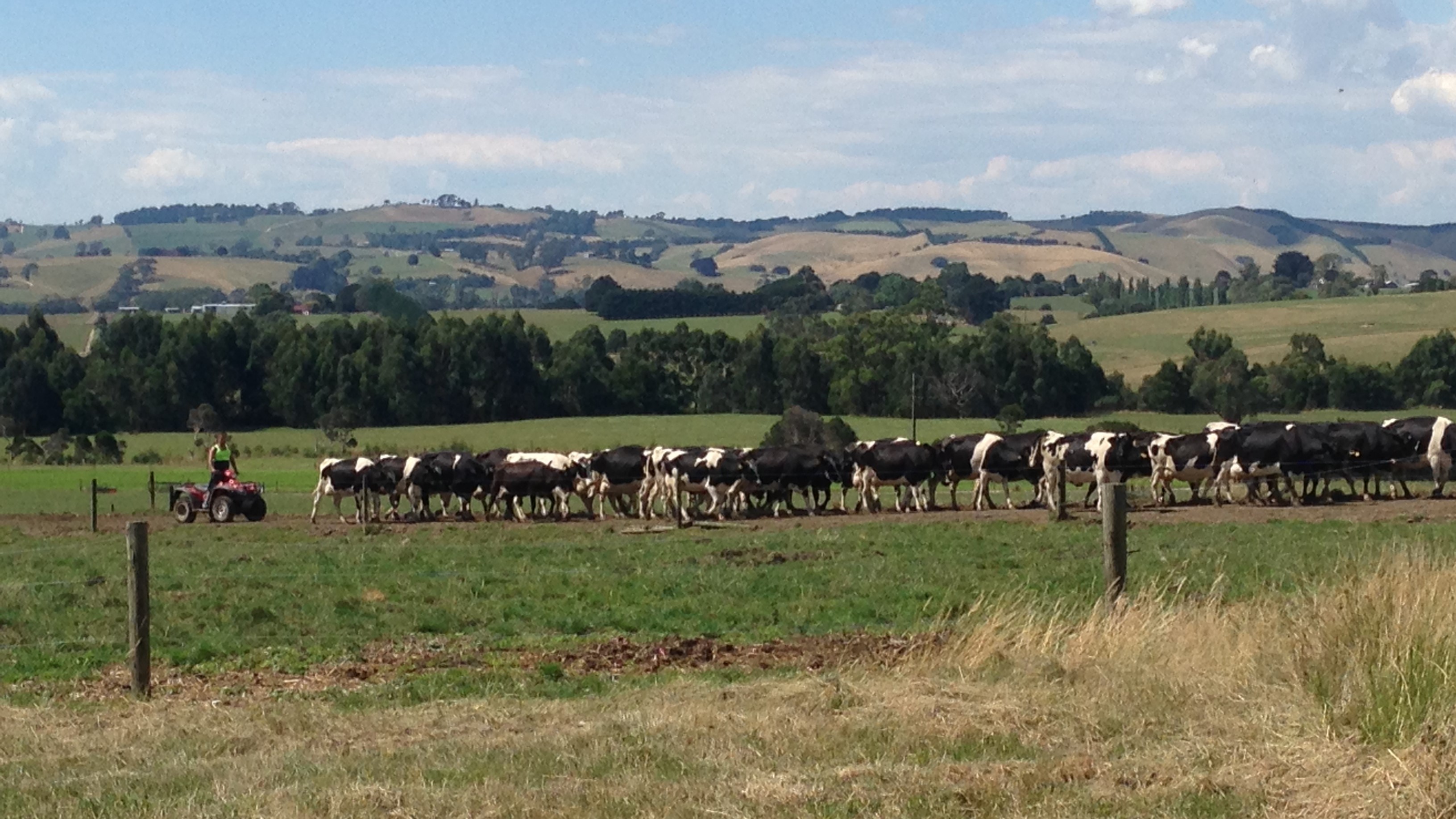 Bovine Colostrum